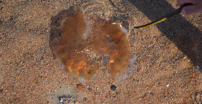 Las medusas matan a más gente que cualquier otro animal en Australia