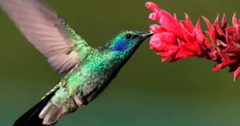 Tienen al ave más pequeña del mundo