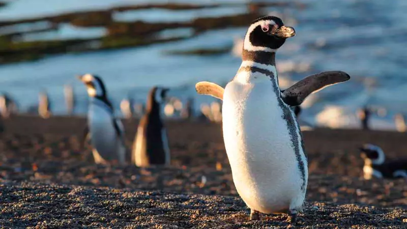 Argentina tiene la mayor población mundial de pingüinos de Magallanes