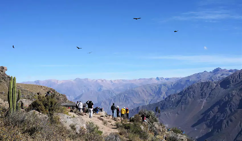 Cañón del Colca y el vuelo del cóndor