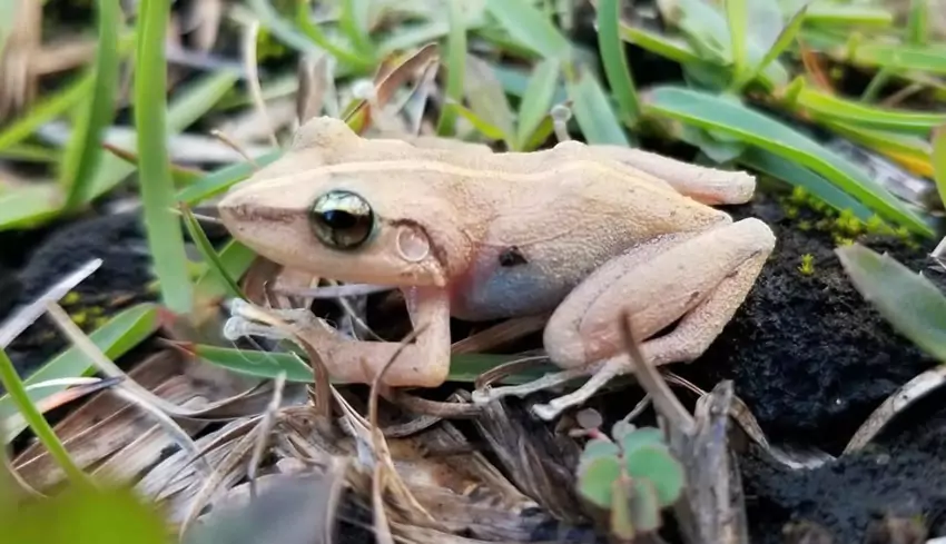 El coquí, todo un símbolo