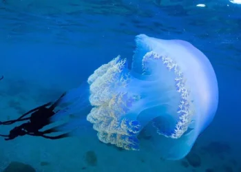 Curiosidades de las medusas: anatómicas y psíquicas