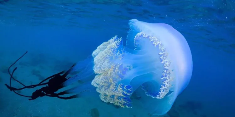 Curiosidades de las medusas: anatómicas y psíquicas