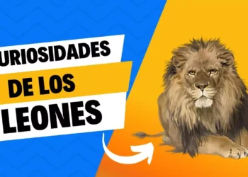 Curiosidades de los Leones que quizá no conozcas