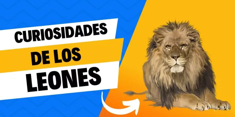 Curiosidades de los Leones que quizá no conozcas