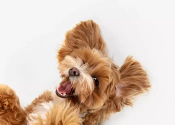 Curiosidades de los perros que tienes que saber