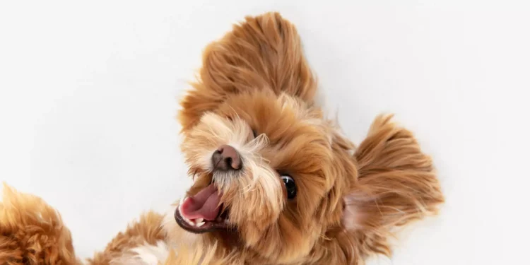 Curiosidades de los perros que tienes que saber