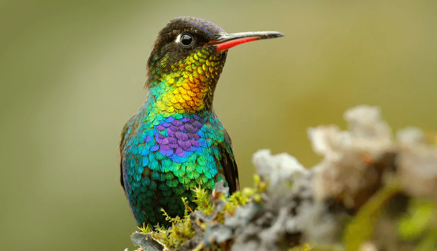 Panamá tiene una biodiversidad asombrosa