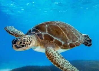 Datos curiosos de las tortugas para no perderse