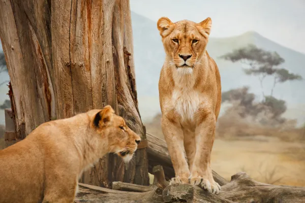 No viven en la selva