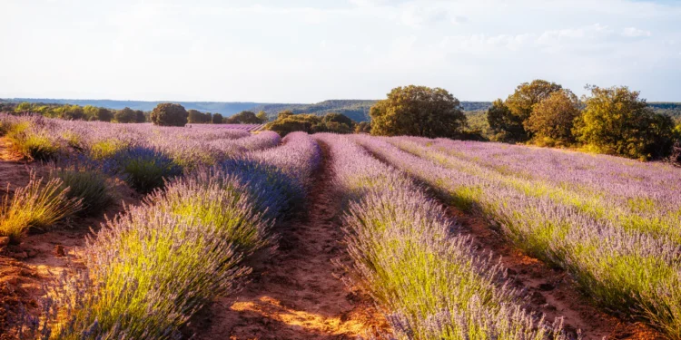 Lugares bonitos que ver cerca de Madrid