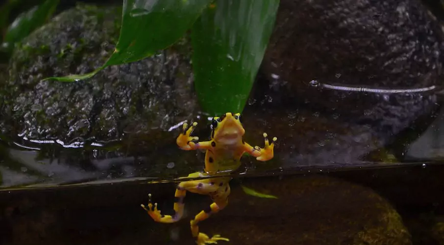 La Rana Dorada es endémica de Panamá