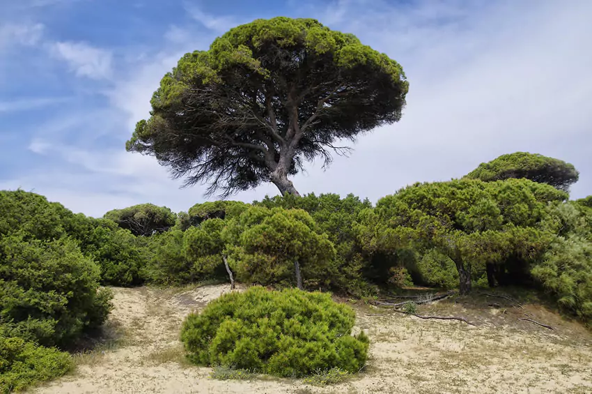 Parque Nacional de Doñana
