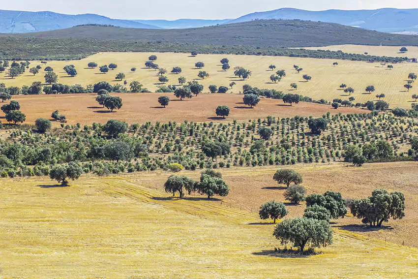 Parque Nacional de Cabañeros (Toledo-Ciudad Real)