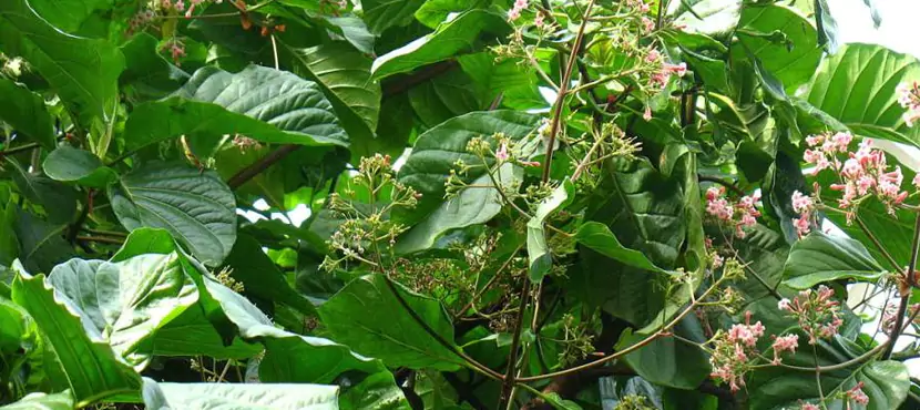La chinchona es la planta nacional de Ecuador