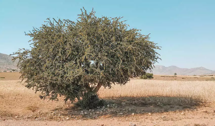 ¿Sabías que Marruecos es el único exportador de aceite de argán del planeta?