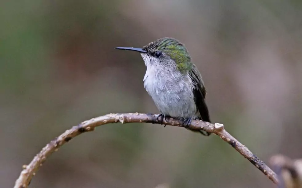 El colibrí elfo es el ave más pequeña