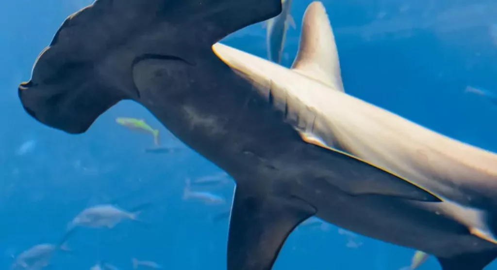 Tiburón martillo gigante (Sphyrna mokarran)