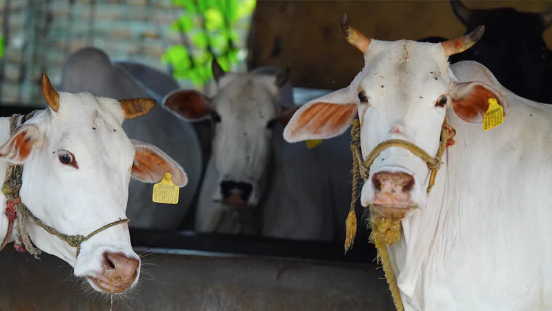 India es el mayor productor de leche de vaca del mundo