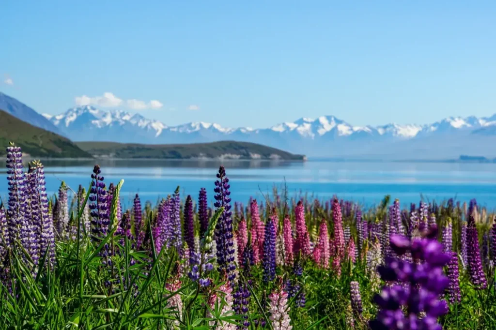 Nueva Zelanda también tiene el lago más claro del mundo