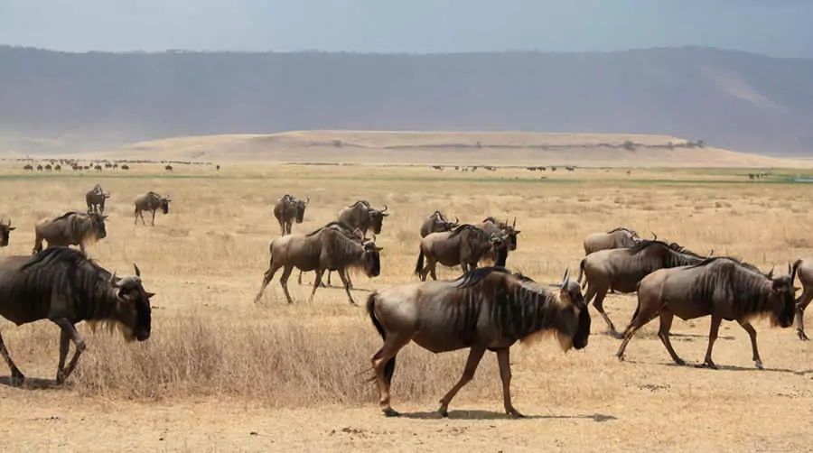 EL MASAI MARA