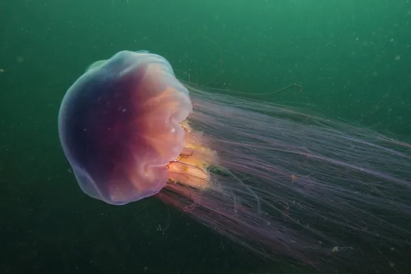 Existe una especie de tamaño gigante