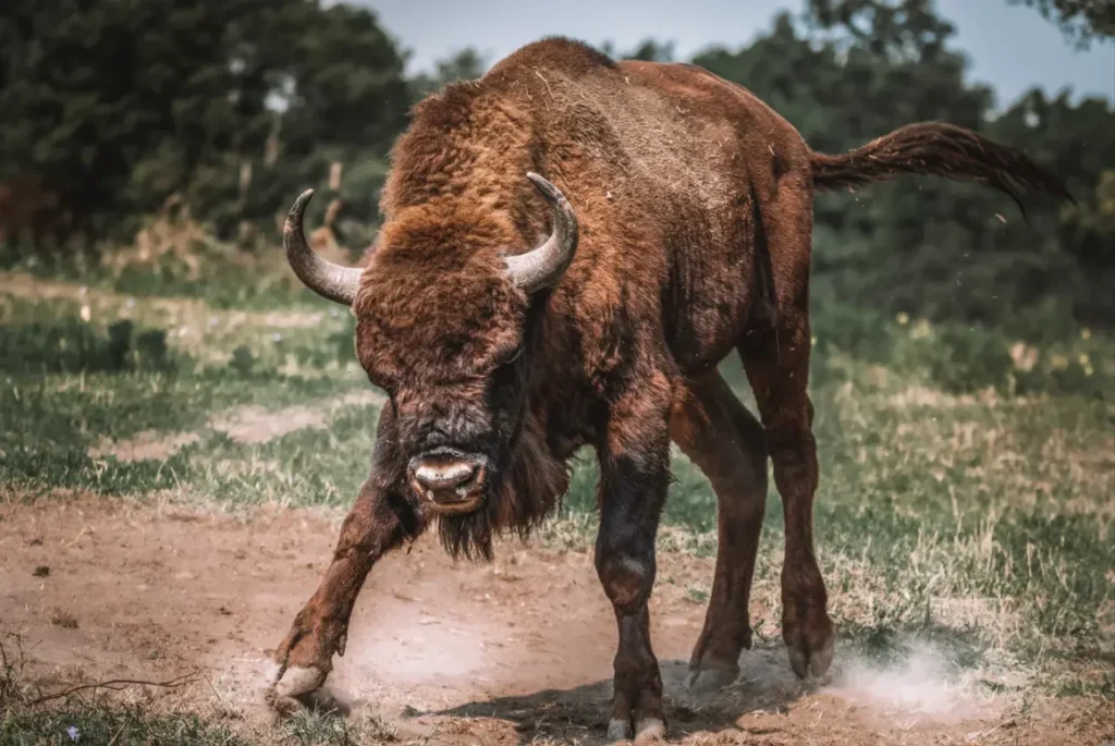 Los animales más pesados ​​de Europa viven en Polonia