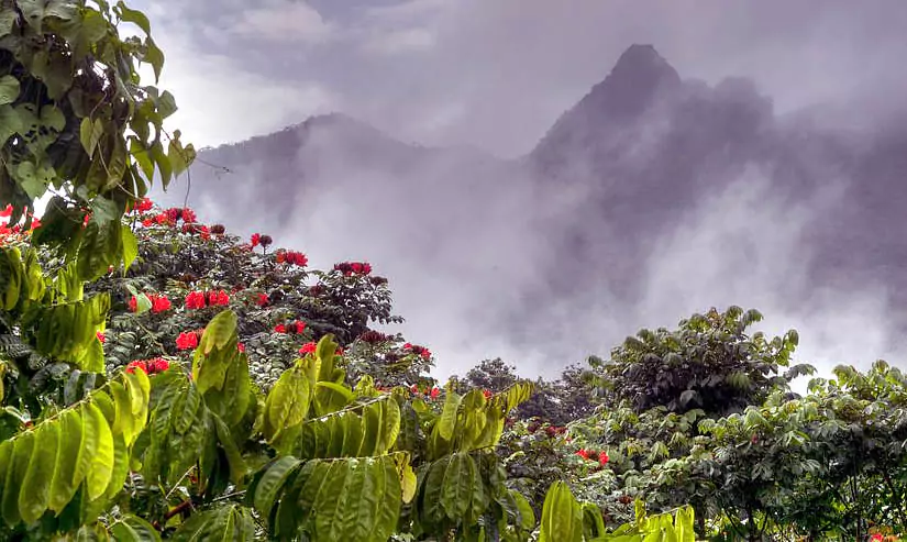 Tiene la única selva tropical en el sistema forestal de los EE. UU.