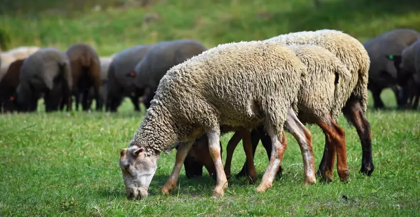 Tiene más ovejas y vacas que personas