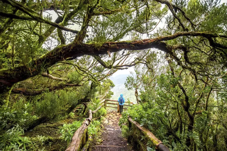 Parque Nacional de Garajonay