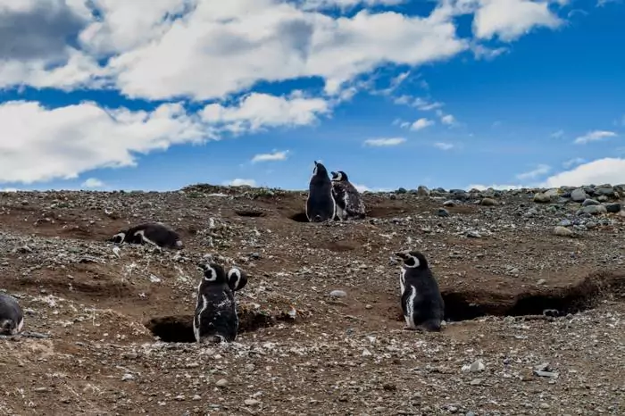 Punta Arenas