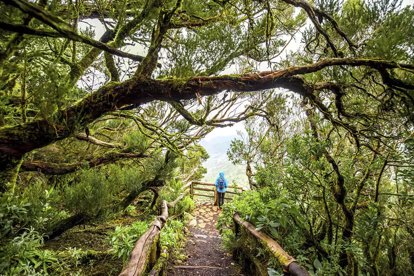 Parque Nacional de Garajonay