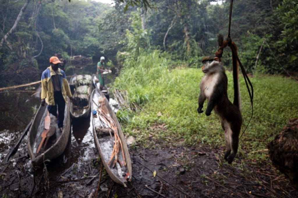 La caza de animales salvajes en el Congo amenaza con destruir la fauna de la región