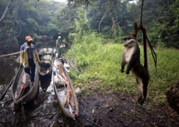 La caza de animales salvajes en el Congo amenaza con destruir la fauna de la región