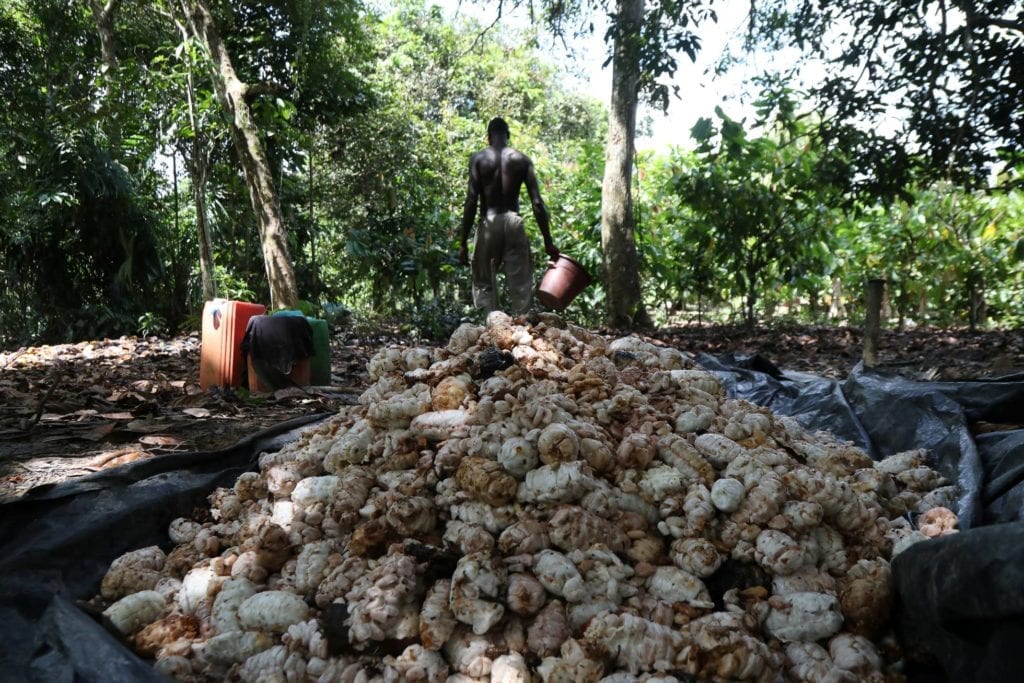 Costa de Marfil y Ghana, los dos mayores productores mundiales de cacao, toman medidas para frenar la caída del precio