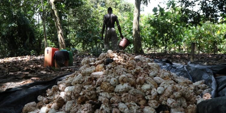 Costa de Marfil y Ghana, los dos mayores productores mundiales de cacao, toman medidas para frenar la caída del precio