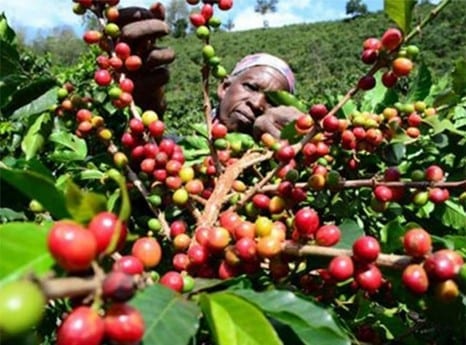 Los productores de café en Angola esperan cosechará cinco mil toneladas esta temporada
