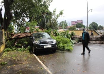 Cae un árbol en la Avenida de la Independencia de Malabo