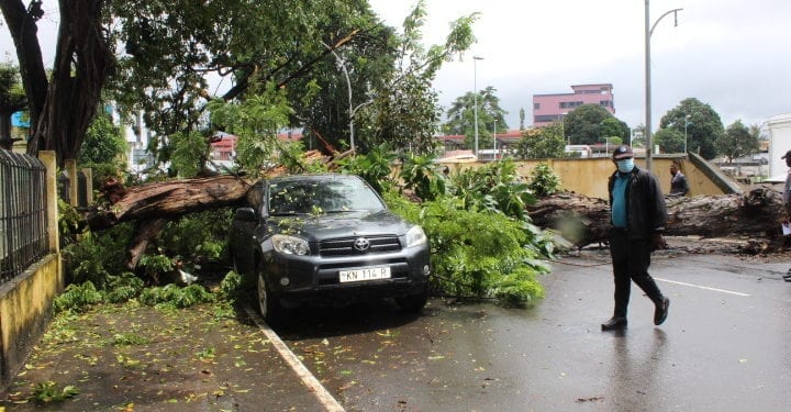 Cae un árbol en la Avenida de la Independencia de Malabo