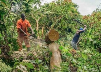 Guinea Ecuatorial prohíbe la tala de árboles por los abusos registrados en la parte continental del país