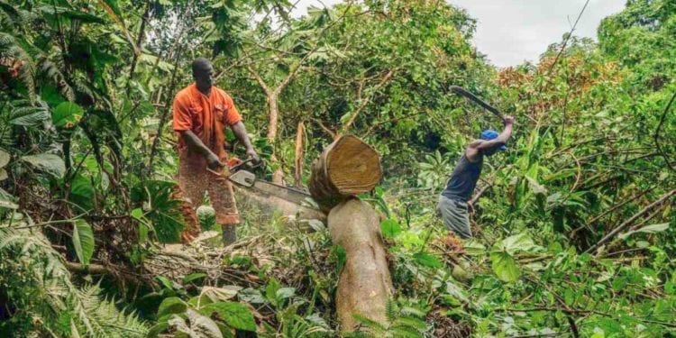 Guinea Ecuatorial prohíbe la tala de árboles por los abusos registrados en la parte continental del país