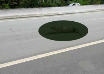 Hallazgo de un cadáver en la autopista Añisok-Djibloho