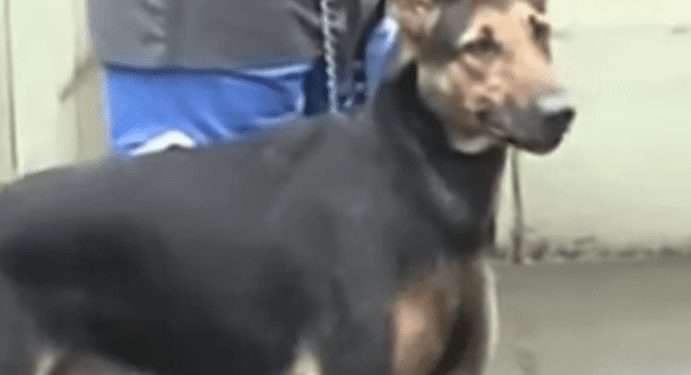 El Gobierno lanza una campaña de vacunación contra la rabia canina