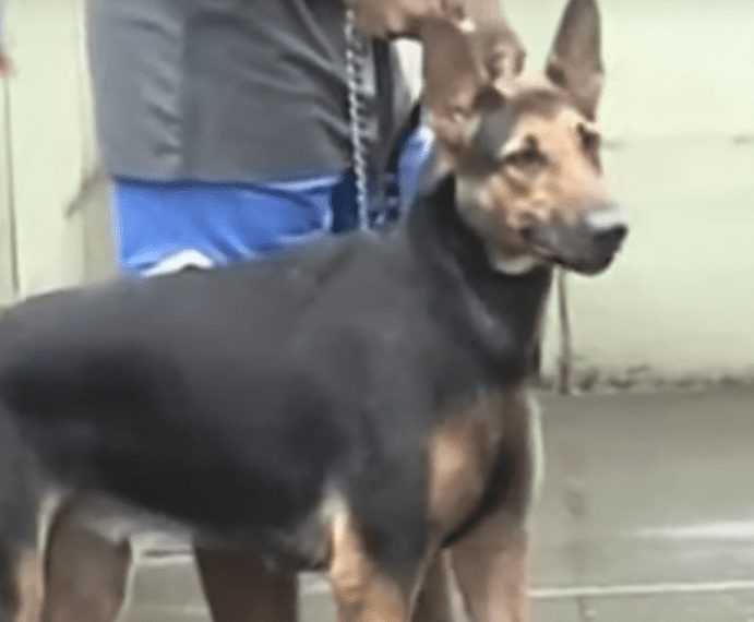 El Gobierno lanza una campaña de vacunación contra la rabia canina