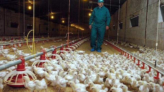 Rusia alerta a la OMS al detectar el primer caso de transmisión a humanos de la cepa H5N8 de la gripe aviar