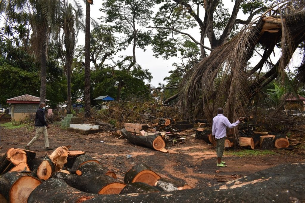 Dos árboles se desploman y destruyen varias tumbas en el cementerio de Ela Nguema