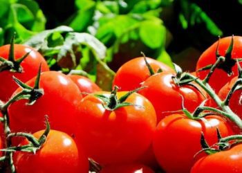 10 errores que no puedes cometer al elegir tomates