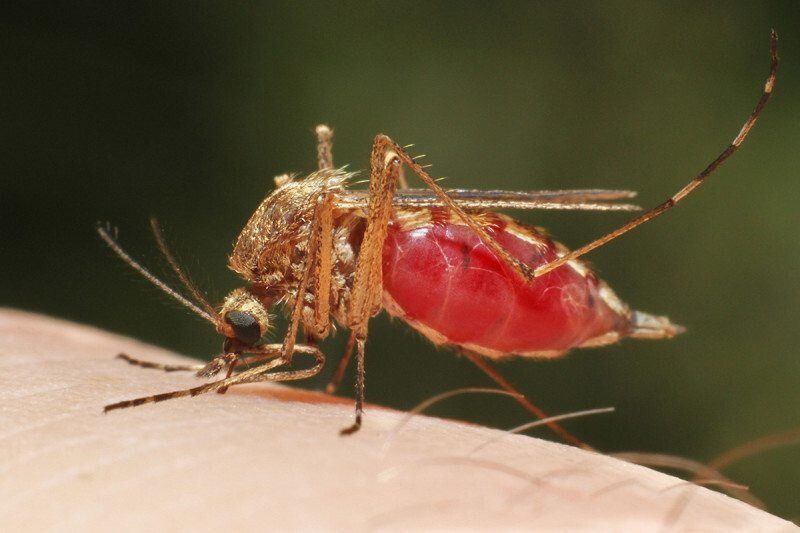 BioNTech prepara una vacuna contra la malaria con la técnica ARNm