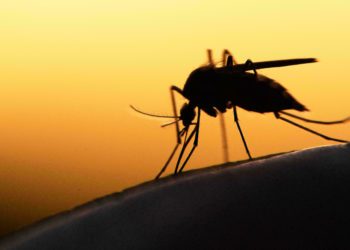 La lucha contra la malaria interrumpida por Covid -19