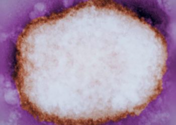 Partícula amplificada del virus de la viruela del mono./CDC